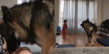 Big Dog’s Morning Zoomies Have Little Boy Cracking up Uncontrollably