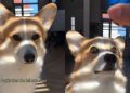 Corgi Is ‘Locked In’ as Soon as Owner Brings Out Ball
