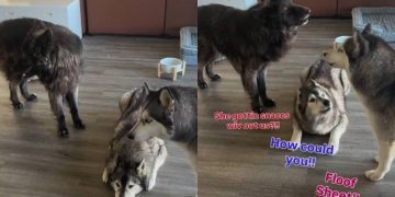 These Dogs Have a Lot To Say When Mom Says She Needs To Go Out Without Them