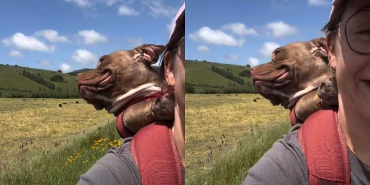 Shelter Dog Admires the World on a Piggyback Ride With Mom After Adoption