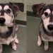 Golden Retriever-Husky Puppy Abandoned at Shelter Finds Forever Home