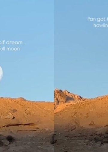 Dog Living His ‘Wolf Dream’ With Full Moon Steals Hearts