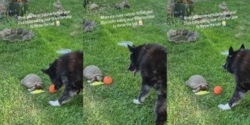 Owner Catches Senior Dog Asking Tortoise To Throw Ball