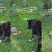 Owner Catches Senior Dog Asking Tortoise To Throw Ball