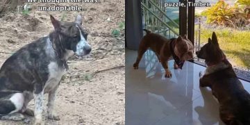 Rescue Dog Who ‘Hated’ Everyone Finds Forever Home & a Best Friend
