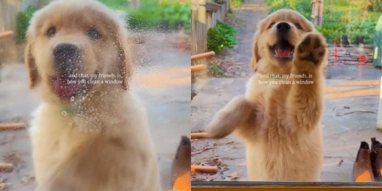 Puppy Adorably Tries To Help Owner in Cleaning Window