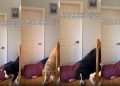 Dogs Do Not Pay Much Attention to Dad Pretending To Fall
