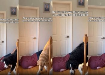 Dogs Do Not Pay Much Attention to Dad Pretending To Fall
