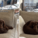 Dog Acts Unbothered When Owner Enters Room but Her Tail Says Otherwise