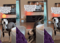 Rescue Dog Goes From Being Homeless To Demanding More Treats