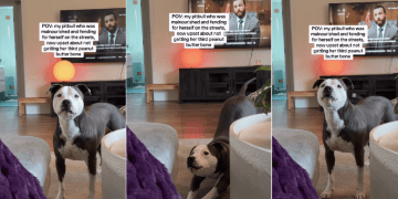 Rescue Dog Goes From Being Homeless To Demanding More Treats