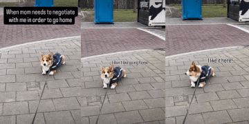 Corgi Makes Mom Negotiate With Him To Agree To Walk Home
