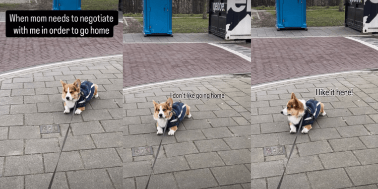 Corgi Makes Mom Negotiate With Him To Agree To Walk Home