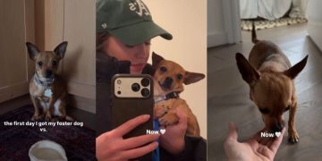 Foster Dog Goes From Shaking in Fear To Feeling Loved & Safe