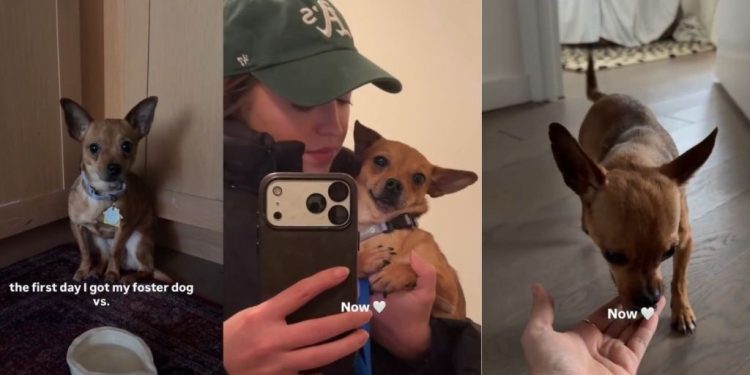 Foster Dog Goes From Shaking in Fear To Feeling Loved & Safe