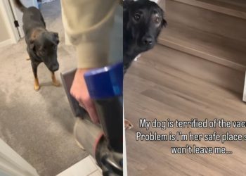 Dog Is ‘Terrified’ of the Vacuum but Still Follows Mom for Sweet Reason