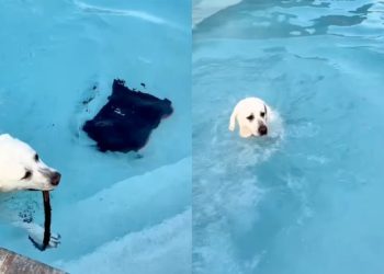 Dog Keeps Fetching the Water Hose Mom Put in the Pool for a Reason