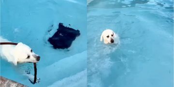Dog Keeps Fetching the Water Hose Mom Put in the Pool for a Reason