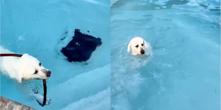 Dog Keeps Fetching the Water Hose Mom Put in the Pool for a Reason