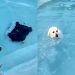 Dog Keeps Fetching the Water Hose Mom Put in the Pool for a Reason
