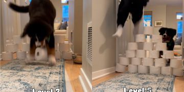 Bernese Mountain Dog Enjoys Toilet Paper Challenge