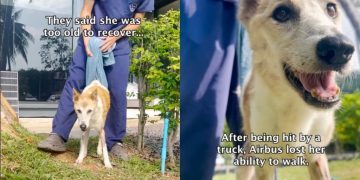 Resilient Senior Dog Recovers Against All Odds, One Step at a Time