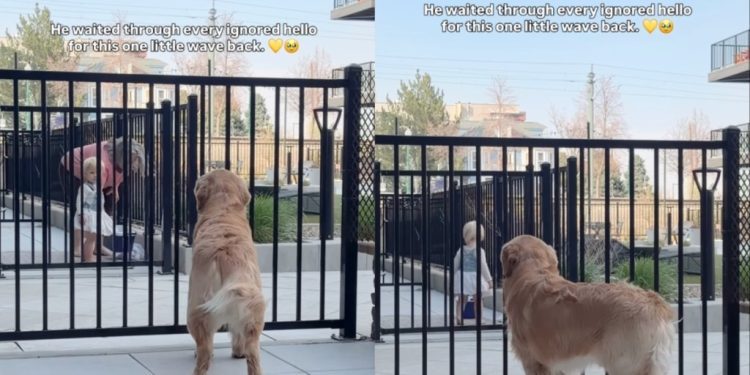 Golden Retriever Waits for a Greeting, Little Girl Finally Comes Through