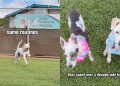 Senior Dog Mourning Loss of Best Friend at Shelter Gets Adoption Update
