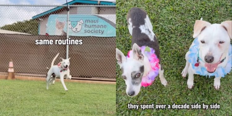 Senior Dog Mourning Loss of Best Friend at Shelter Gets Adoption Update