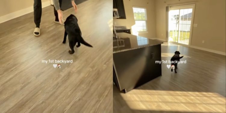 Puppy Couldn’t Be Happier To Get Her Own Backyard at the New House