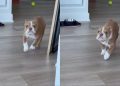 Puppy Doesn’t Understand How To Play Fetch Yet