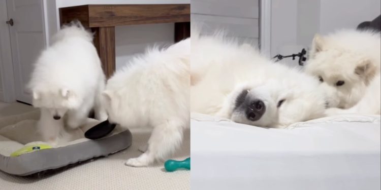 Owner Shows What Life With Two Samoyeds Looks Like