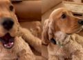 Puppy Rings Bell to Politely Remind Owner of Walk Time