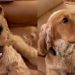 Puppy Rings Bell to Politely Remind Owner of Walk Time
