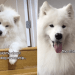 Owner Reveals Samoyeds’ Love for ‘Staring’