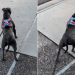 Dog Eagerly Waits for Neighbor Who Spoils Her With Pats on Her Walks