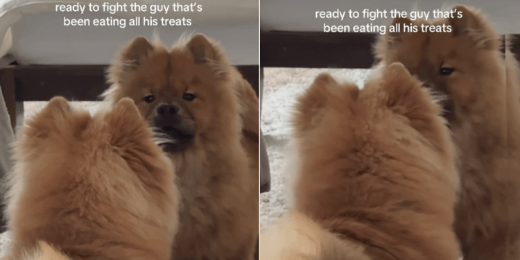 Chow Chow Pup Is Ready To Fight His Own Reflection in Mirror