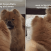 Chow Chow Pup Is Ready To Fight His Own Reflection in Mirror