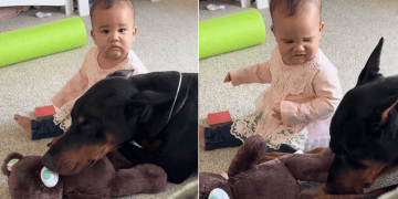 Big Dog Shows up for ‘Overwhelmed’ Little Baby & Rests Next to Her