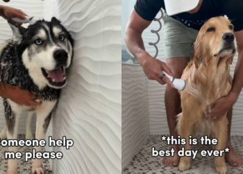 Husky & Golden Retriever’s Bath Times Look Very Different