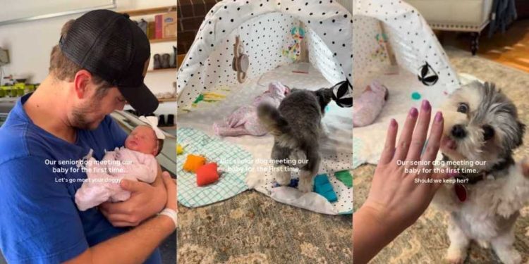 Senior Dog Is Gentle With the Baby but Throws in a Side Eye Sometimes