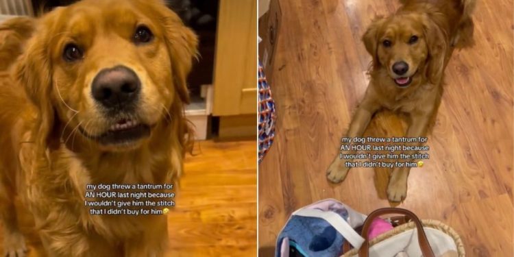Golden Retriever Has His Eyes on a Toy Mom Bought, Just Not for Him