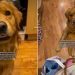 Golden Retriever Has His Eyes on a Toy Mom Bought, Just Not for Him