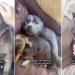 Rescue Dog Once Scared To Be Touched Now Demands Belly Rubs & Cuddles