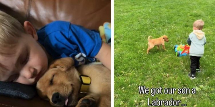Dog Meets Little Boy & What Follows Is the Purest Form of Friendship