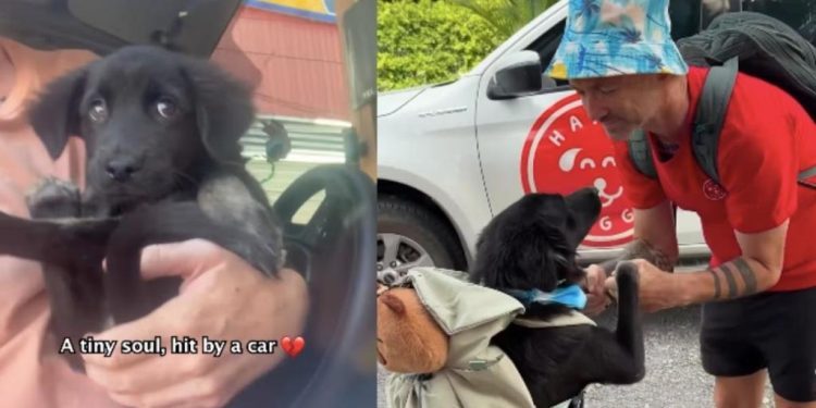 Injured Rescue Puppy Survives, Heals & Begins the Journey of His Life