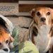 Beagle Looks Super Cute After Waking up With Bed Hair
