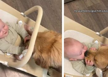 Owner Captures Heartwarming Bonding Moment Between Dog & Baby