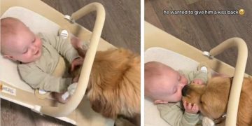 Owner Captures Heartwarming Bonding Moment Between Dog & Baby