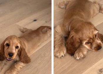 Dog Gives off ‘Main Character Energy’ While Splooting